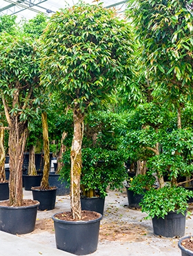 Ficus amstel king Stam 400 cm