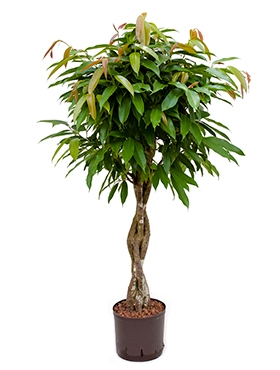 Ficus amstel king Stam gevl. 120 cm