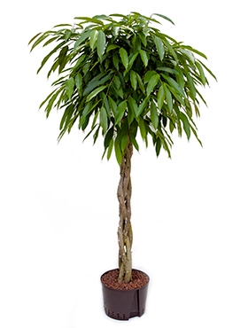 Ficus amstel king Stam gevl. 150 cm