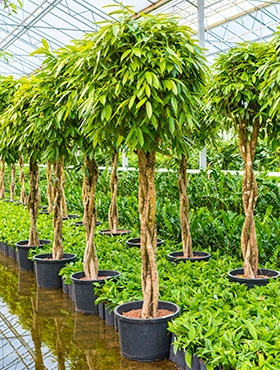 Ficus amstel king Stam gevl. 220 cm