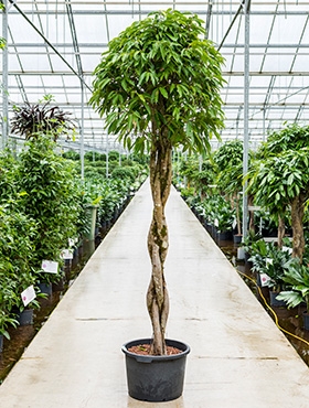 Ficus amstel king Stam gevl. 250 cm