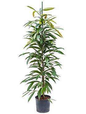 Ficus amstel king Toef 155 cm