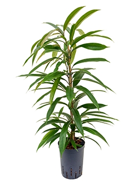 Ficus amstel king Toef 80 cm