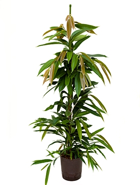 Ficus amstel king Toef 90 cm