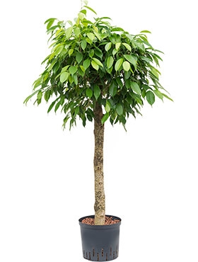 Ficus benjamina columnar Stam 125 cm