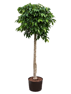 Ficus benjamina columnar Stam 150 cm