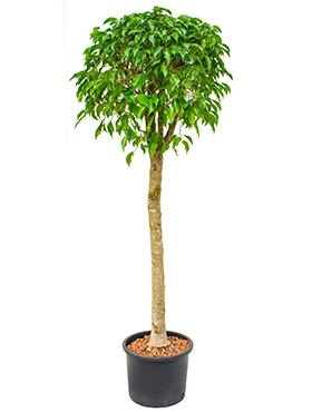 Ficus benjamina columnar Stam 160 cm