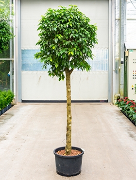 Ficus benjamina columnar Stam 240 cm