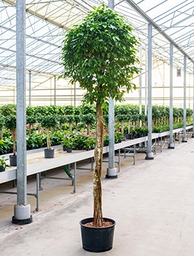 Ficus benjamina columnar Stam 280 cm