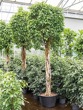 Ficus benjamina columnar Stam 280 cm