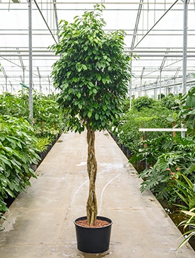 Ficus benjamina columnar Stam gevl. 260 cm