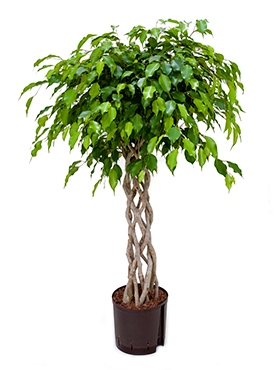 Ficus benjamina Open window 130 cm