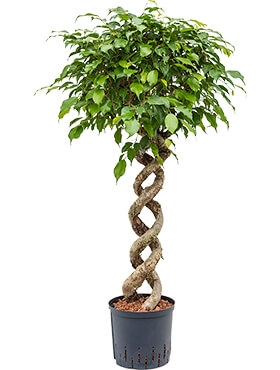 Ficus benjamina Spiraal dubbel 125 cm