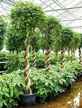 Ficus benjamina Spiraal dubbel 280 cm