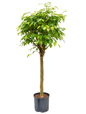 Ficus benjamina Stam 125 cm