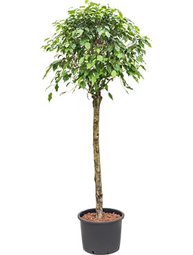 Ficus benjamina Stam 190 cm