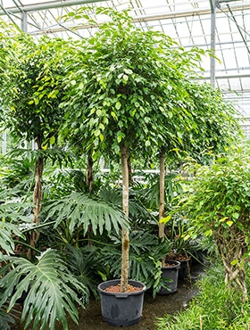 Ficus benjamina Stam 240 cm