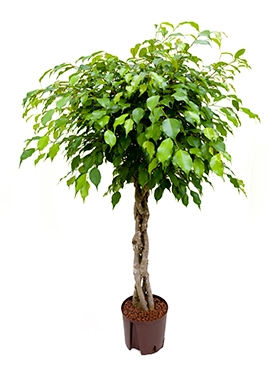 Ficus benjamina Stam gevl. 125 cm