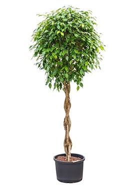 Ficus benjamina Stam gevl. 230 cm