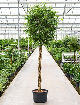 Ficus benjamina Stam gevl. 270 cm