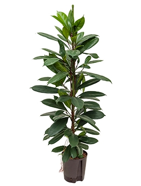 Ficus cyathistipula 2pp 110 cm