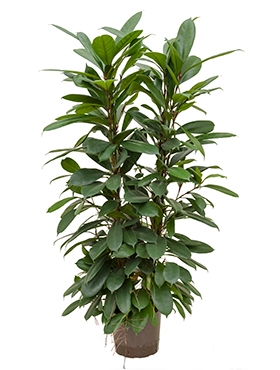 Ficus cyathistipula 4pp 120 cm