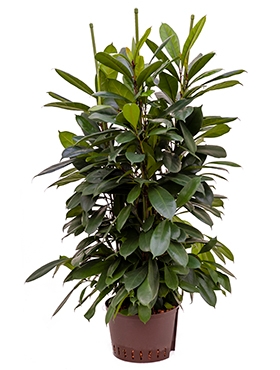 Ficus cyathistipula 6pp 130 cm