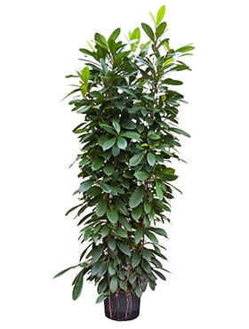 Ficus cyathistipula 6pp 150 cm