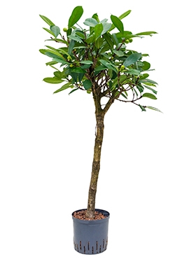 Ficus cyathistipula Stam 120 cm