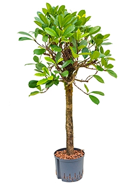 Ficus cyathistipula Stam 140 cm