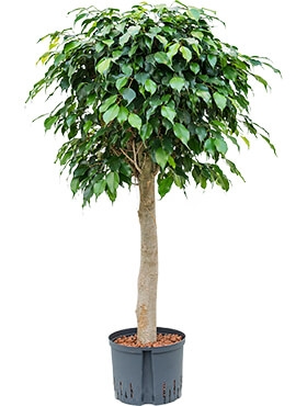 Ficus danielle Stam 125 cm