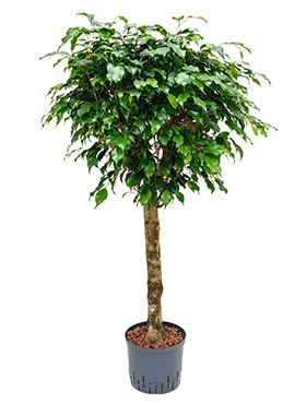 Ficus danielle Stam 130 cm