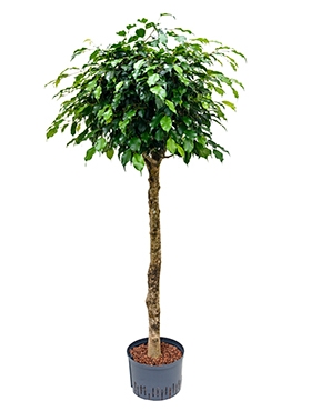 Ficus danielle Stam 170 cm