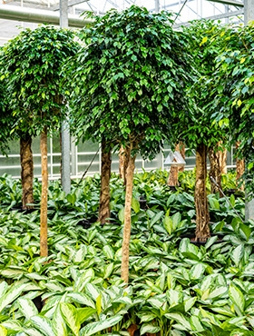 Ficus danielle Stam 220 cm