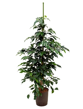 Ficus danielle Toef 100 cm