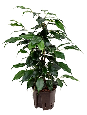 Ficus danielle Toef 40 cm