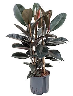 Ficus elastica abidjan 3pp 90 cm