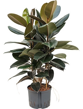 Ficus elastica abidjan 3pp 95 cm