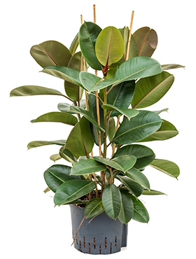 Ficus elastica robusta 3pp 80 cm