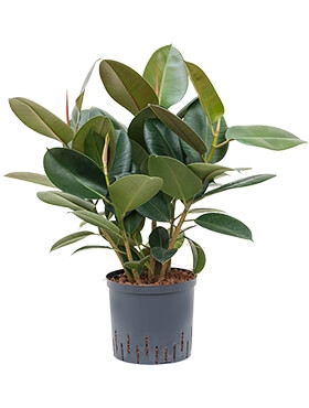 Ficus elastica robusta Bush 75 cm