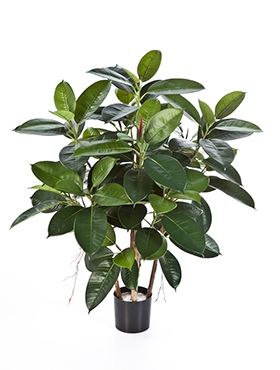 Ficus elastica Vertakt