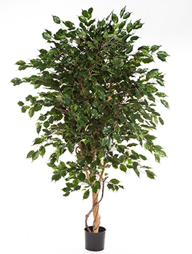 Ficus exotica Bol