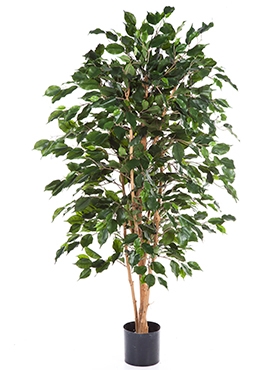 Ficus exotica Vertakt