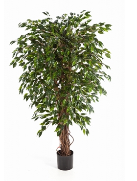 Ficus hawaiian liana Vertakt