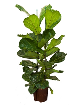 Ficus lyrata 2pp 120 cm