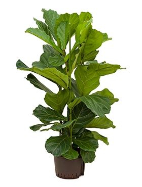 Ficus lyrata 3pp 120 cm