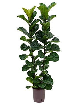 Ficus lyrata bambino 2pp 130 cm