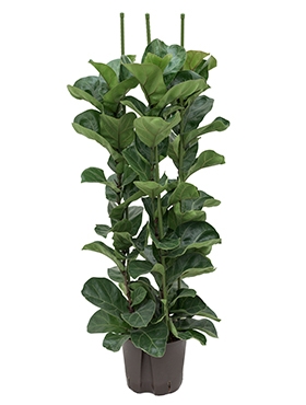 Ficus lyrata bambino 3pp 130 cm