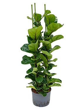 Ficus lyrata bambino 3pp 130 cm