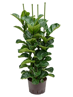 Ficus lyrata bambino 4pp 130 cm